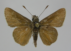 Amblyscirtes oslari