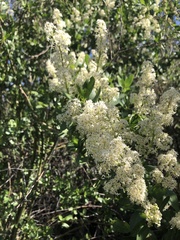 Ceanothus palmeri