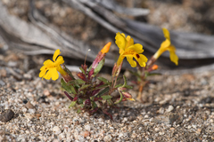 Erythranthe carsonensis