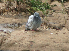 Columba livia
