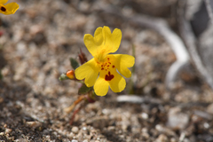 Erythranthe carsonensis