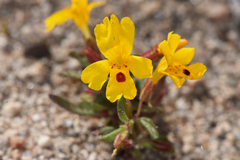 Erythranthe carsonensis