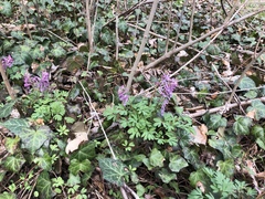 Corydalis solida