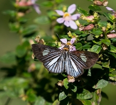 Pythonides lancea