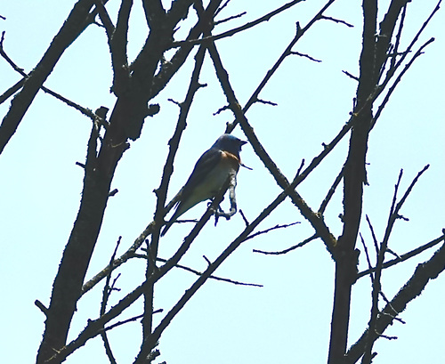 iNaturalist observation photo of Lazuli Bunting