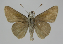 Amblyscirtes oslari