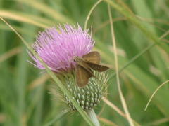 Cirsium rhaphilepis