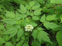 Actaea rubra