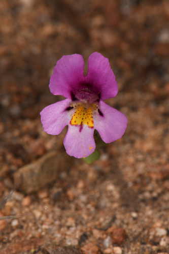 Diplacus ovatus (Diplacus ovatus)