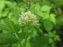 Actaea rubra