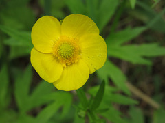 Ranunculus hispidus caricetorum
