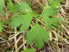 Ranunculus hispidus caricetorum