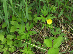 Ranunculus hispidus caricetorum