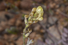 Astragalus obscurus