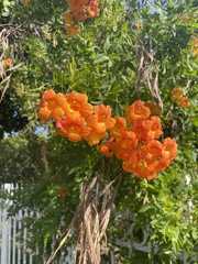 Streptosolen