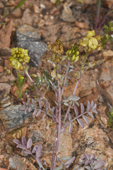 Astragalus obscurus