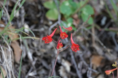 iNaturalist observation photo of Red larkspur