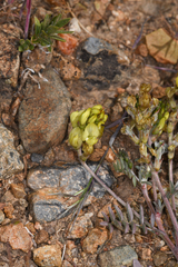 Astragalus obscurus