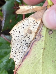 Coccomyces dentatus