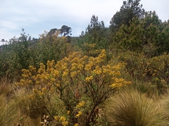 Senecio cinerarioides