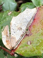 Coccomyces dentatus