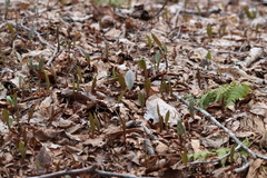 Erythronium americanum