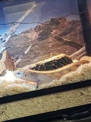 Tiliqua scincoides intermedia