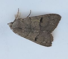 Cissusa indiscreta