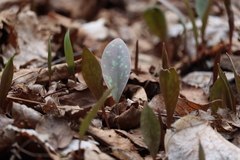 Erythronium americanum
