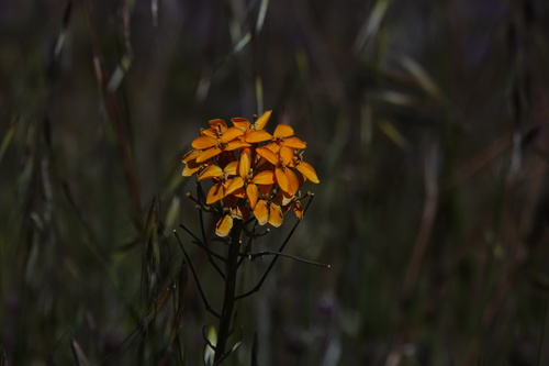 iNaturalist observation photo of Western Wallflower
