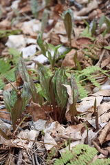 Erythronium americanum