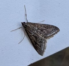 Pyrausta napaealis