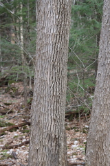 Fraxinus americana