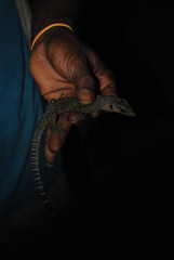 Varanus jobiensis
