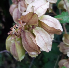 Urvillea