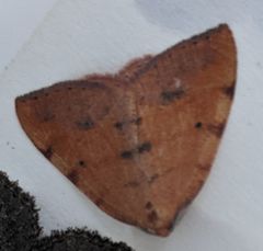 Drepanulatrix carnearia