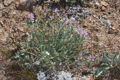 Astragalus andersonii