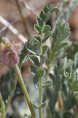 Astragalus andersonii