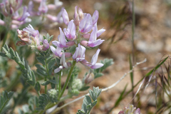 Astragalus andersonii