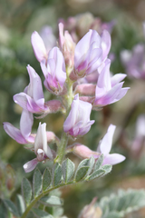 Astragalus andersonii