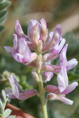 Astragalus andersonii