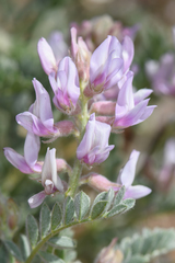 Astragalus andersonii