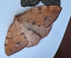 Drepanulatrix carnearia