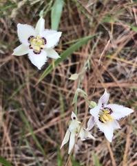 Calochortus lyallii