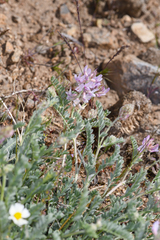 Astragalus andersonii