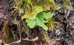 Ricasolia quercizans