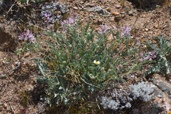 Astragalus andersonii