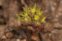 Chorizanthe watsonii