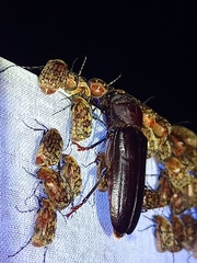 Aplagiognathus spinosus