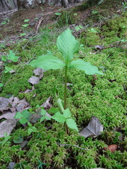 Arisaema stewardsonii